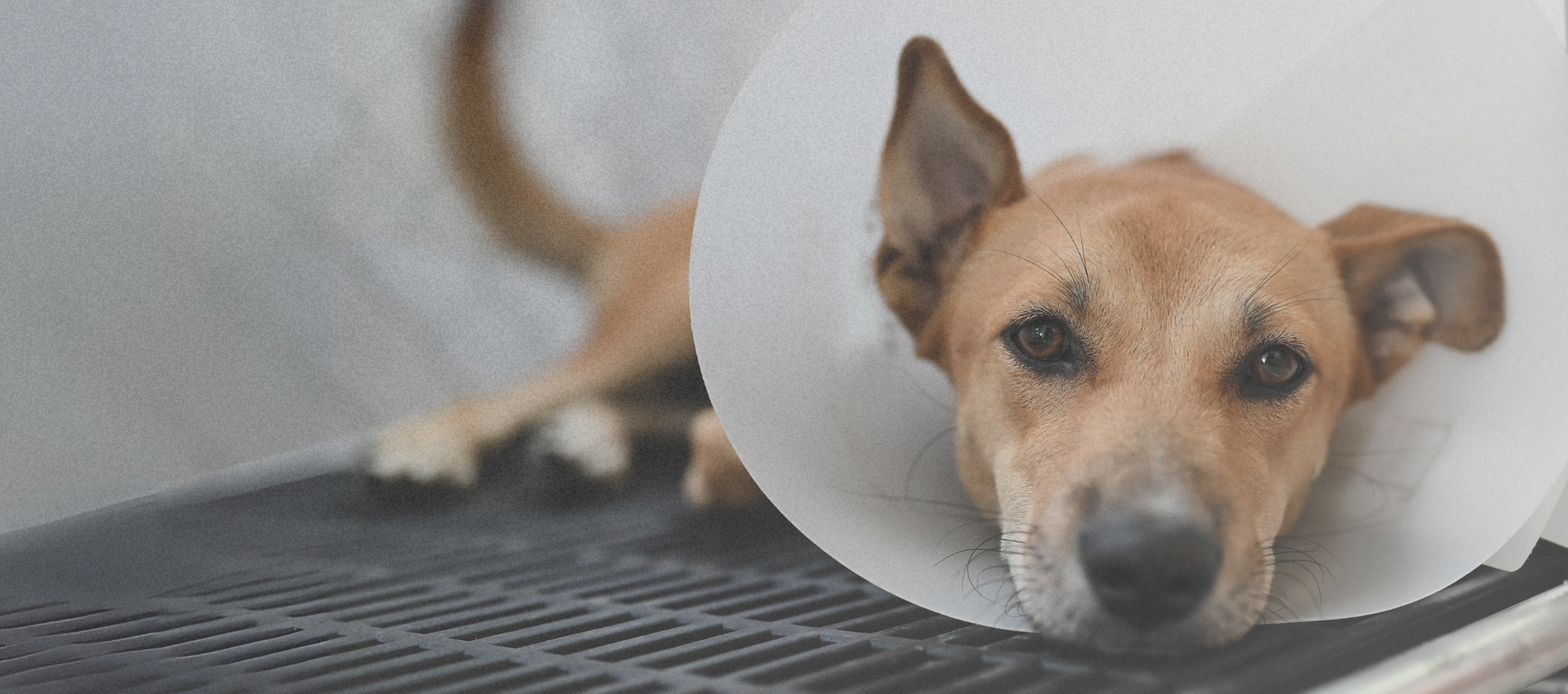 Tu clínica veterinaria en Jerez