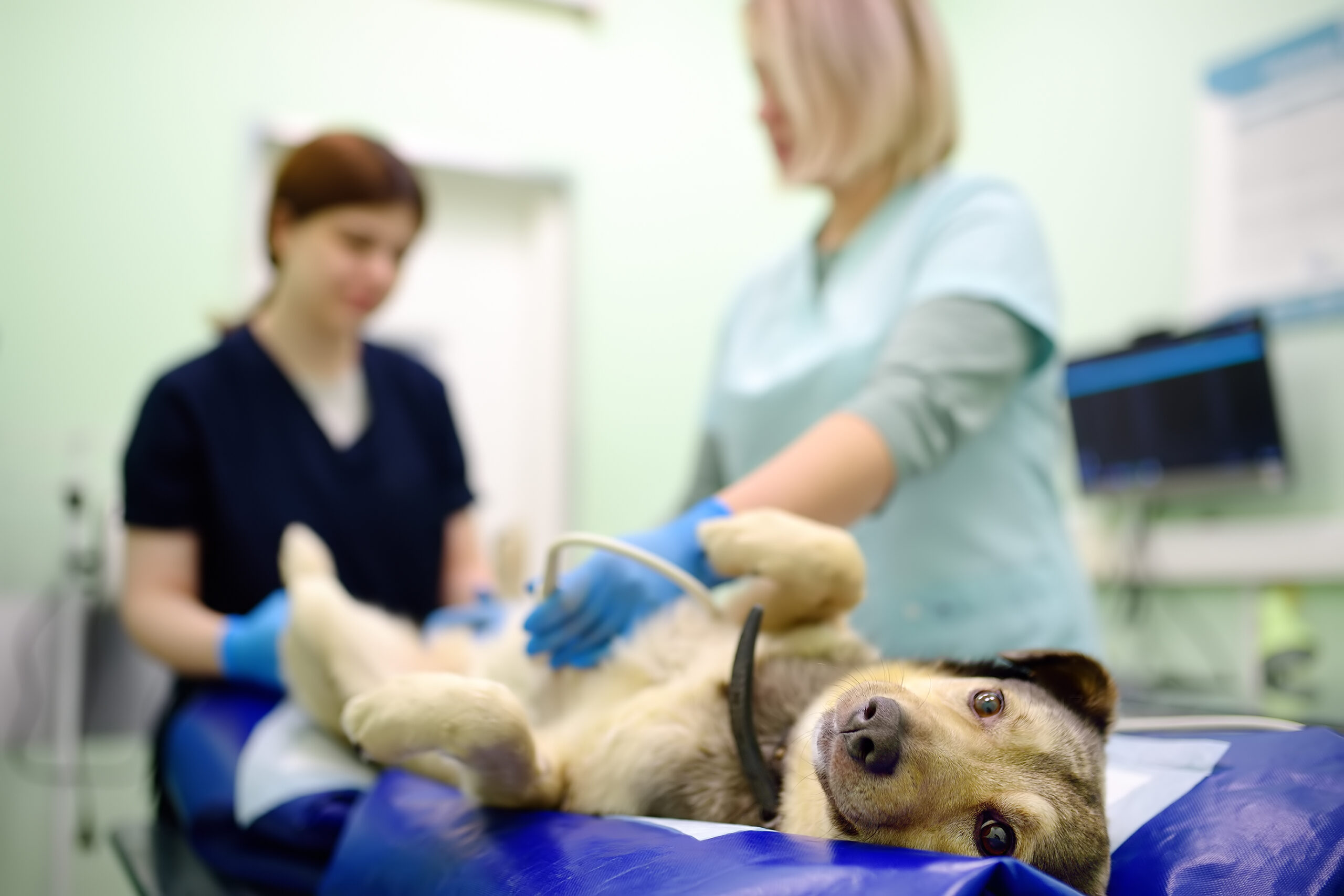 servicios veterinarios en jerez de la frontera Terapias Avanzadas y Servicios Complementarios