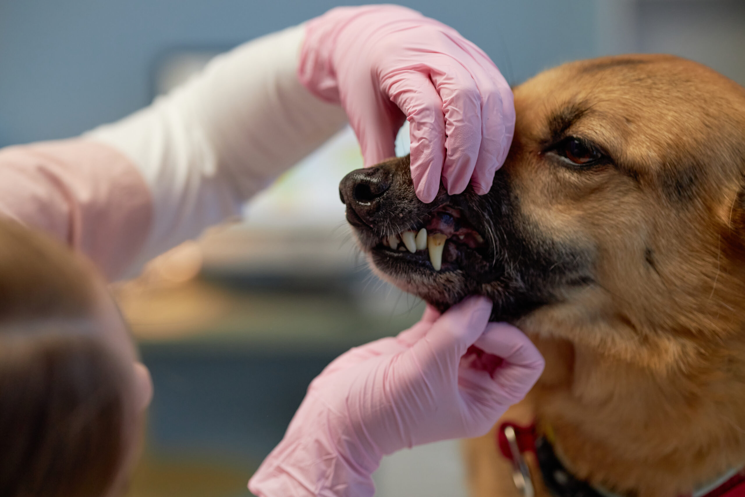 servicios veterinarios en jerez de la frontera Especialidades Médicas