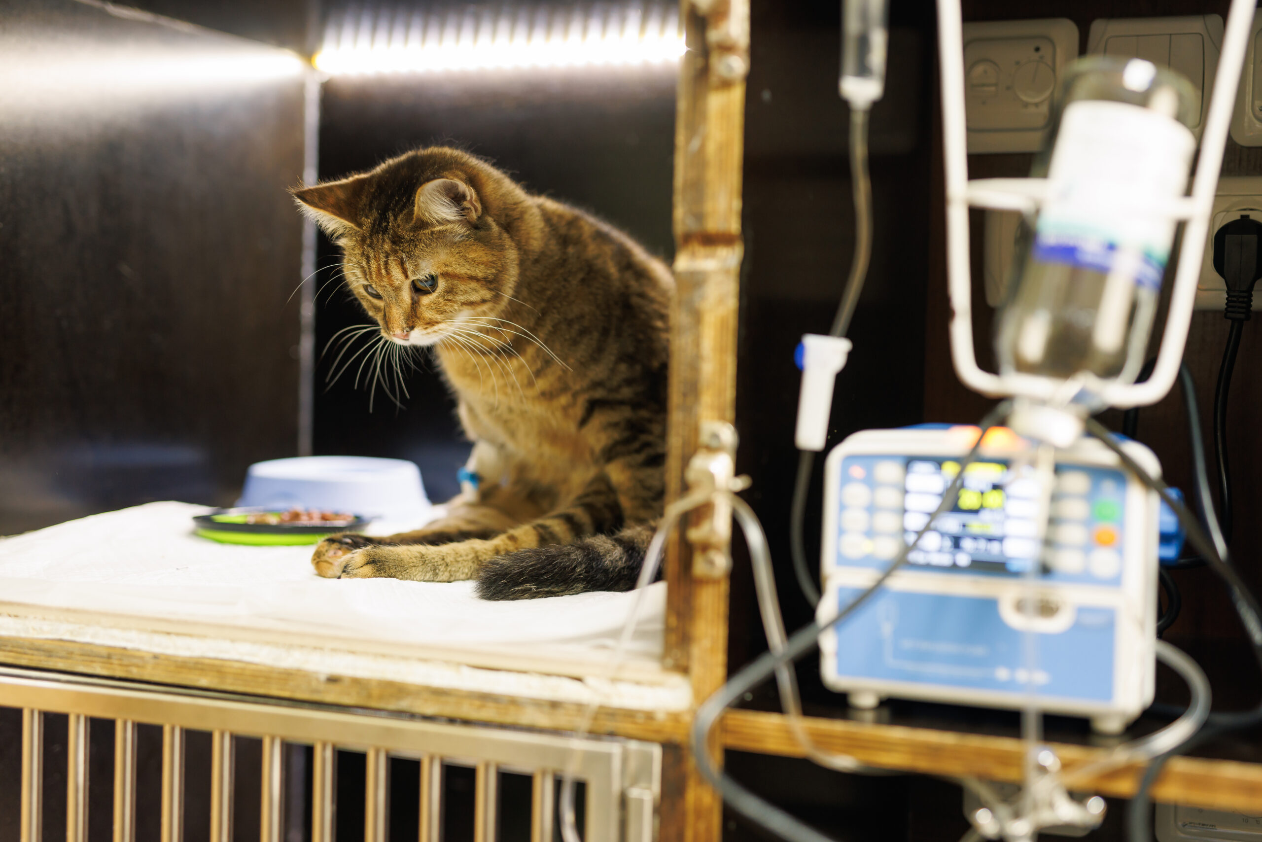 servicios veterinarios en jerez de la frontera Cirugía y Hospitalización