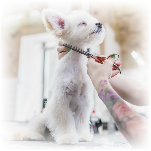 peluqueria canina las adelfas